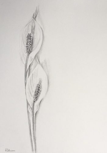 Angela, Peace Lilies, graphite, ref Pixabay.